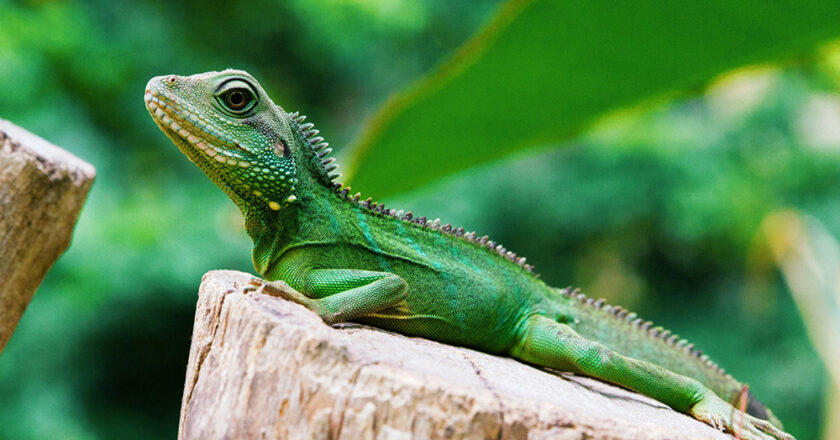 Living with the Lizard