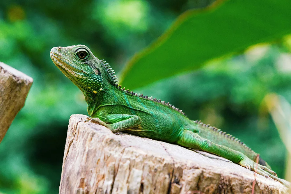 Living with the Lizard - She Inspires Group