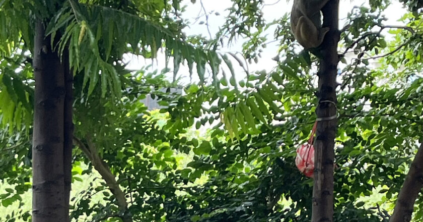 The Monkey and the Guava Tree